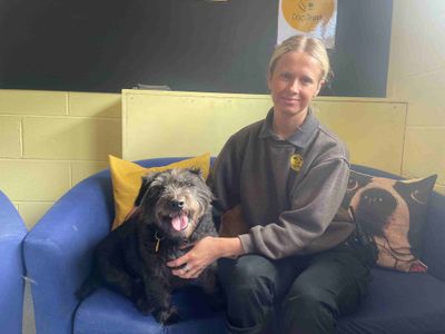 Scampi | Terrier (Patterdale) | West Calder (Edinburgh) - 5