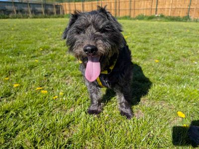 Scampi | Terrier (Patterdale) | West Calder (Edinburgh) - 3