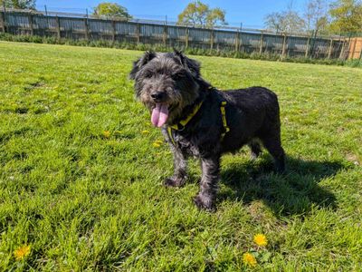 Scampi | Terrier (Patterdale) | West Calder (Edinburgh) - 5
