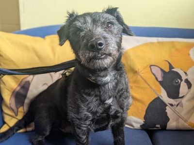 Scampi | Terrier (Patterdale) | West Calder (Edinburgh) - 3