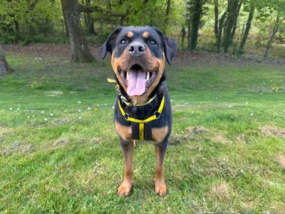 Flo | Rottweiler | Canterbury - 5