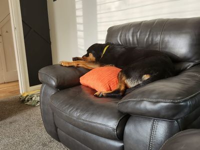 Flo | Rottweiler | Canterbury - 5