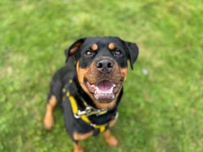 Flo | Rottweiler | Canterbury - 3