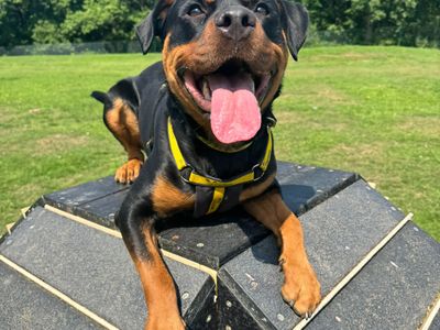 Flo | Rottweiler | Canterbury - 3