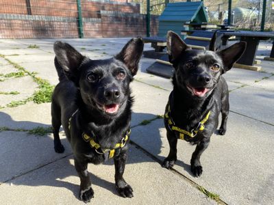 Daisy | Dachshund (Smooth Haired) Cross | Ilfracombe - 2