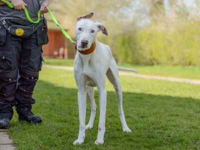 Wayne | Lurcher | Kenilworth (West Midlands) - 5