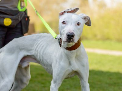 Wayne | Lurcher | Kenilworth (West Midlands) - 3