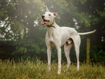 Wayne | Lurcher | Kenilworth (West Midlands) - 3