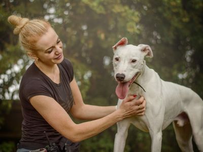 Wayne | Lurcher | Kenilworth (West Midlands) - 5