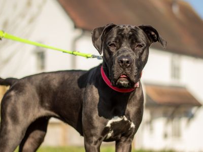 Lydia | Crossbreed | Kenilworth (West Midlands) - 3