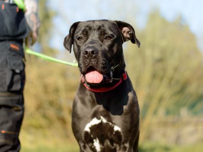 Lydia | Crossbreed | Kenilworth (West Midlands) - 1