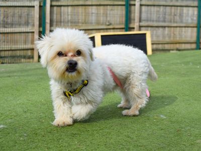 Harry | Maltese Cross | Harefield West London - 3