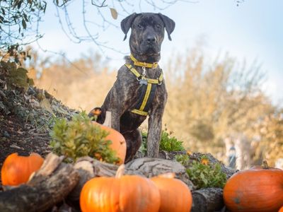 Albert, a Unknown old male Mastiff available for adoption from Dogs Trust in Kenilworth (West Midlands)