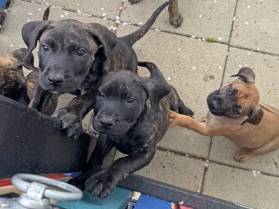 Ethel | Spanish Mastiff Cross | Basildon (Essex) - 3