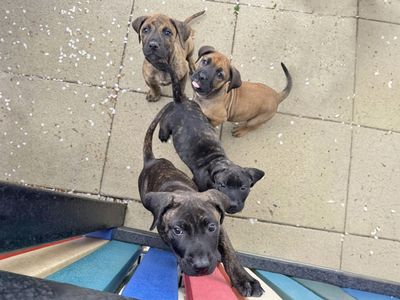 Ethel | Spanish Mastiff Cross | Basildon (Essex) - 5
