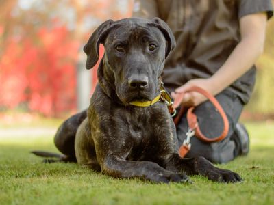 Ada | Spanish Mastiff Cross | Kenilworth (West Midlands) - 5