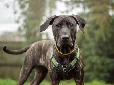 Ada | Spanish Mastiff Cross | Kenilworth (West Midlands) - 3