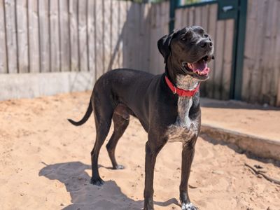 Phoenix | Retriever (Labrador) Cross | Cardiff - 3