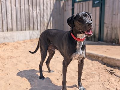 Phoenix | Retriever (Labrador) Cross | Cardiff - 1
