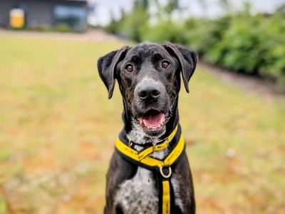 Phoenix | Retriever (Labrador) Cross | Cardiff - 3