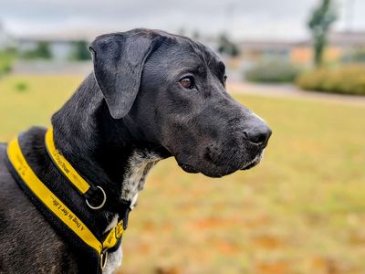 Phoenix | Retriever (Labrador) Cross | Cardiff - 5
