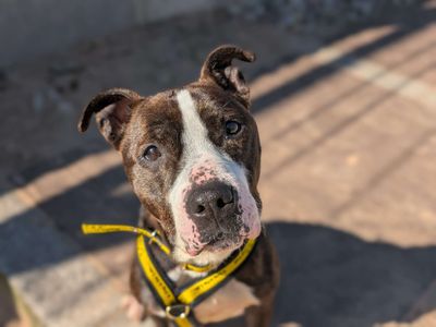 Umbrella | Terrier (American Staffordshire) | Cardiff - 3
