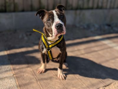 Umbrella | Terrier (American Staffordshire) | Cardiff - 5