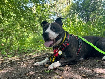 Umbrella | Terrier (American Staffordshire) | Cardiff - 3