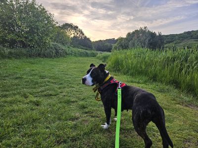 Umbrella | Terrier (American Staffordshire) | Cardiff - 5