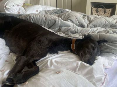 Pepper | Greyhound | Evesham (Worcestershire) - 5