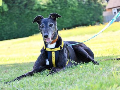 Pepper | Greyhound | Evesham (Worcestershire) - 3