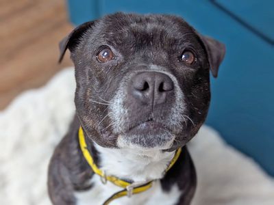 Cooper | Terrier (Staffordshire Bull) | Basildon (Essex) - 5