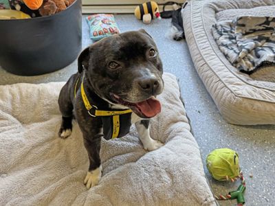 Cooper | Terrier (Staffordshire Bull) | Basildon (Essex) - 3