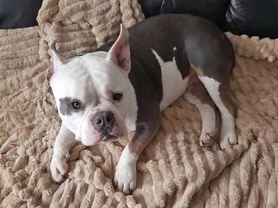 Cali | Crossbreed | Basildon (Essex) - 3