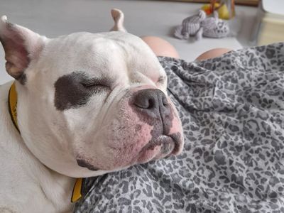 Cali | Crossbreed | Basildon (Essex) - 5