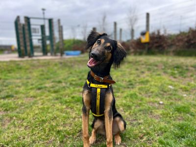 Cowboy | Lurcher Cross | Cardiff - 3