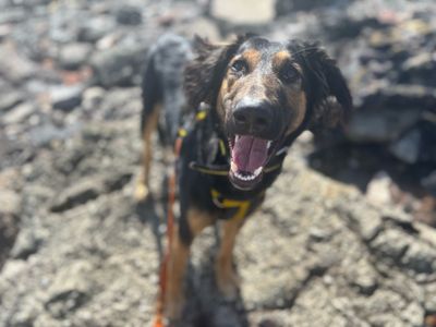 Cowboy | Lurcher Cross | Cardiff - 5