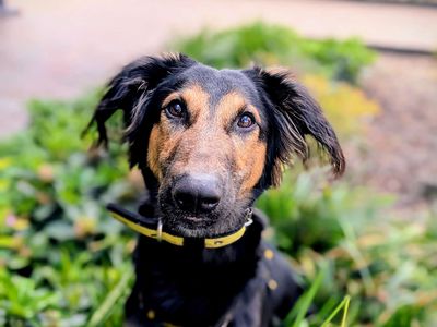Cowboy | Lurcher Cross | Cardiff - 3