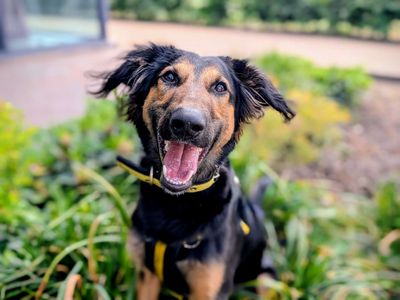 Cowboy | Lurcher Cross | Cardiff - 5