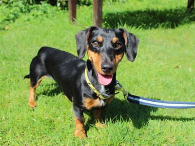 Ivy | Dachshund (Smooth Haired) Cross | Newbury (Berkshire) - 3