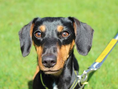 Ivy | Dachshund (Smooth Haired) Cross | Newbury (Berkshire) - 1