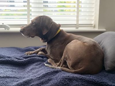 Luna | Pointer (German Shorthaired) | Merseyside (Liverpool) - 3
