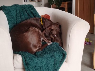 Luna | Pointer (German Shorthaired) | Merseyside (Liverpool) - 5