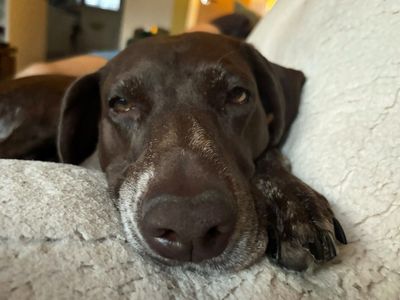 Luna | Pointer (German Shorthaired) | Merseyside (Liverpool) - 5
