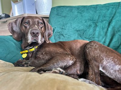 Luna | Pointer (German Shorthaired) | Merseyside (Liverpool) - 3