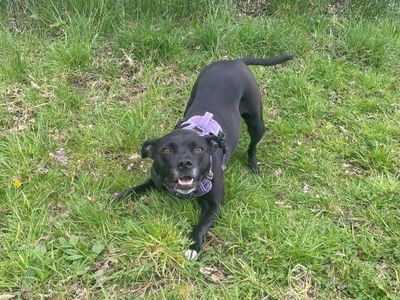 Luna | Terrier (Staffordshire Bull) Cross | Shrewsbury (Shropshire) - 3