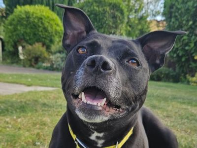 Luna | Terrier (Staffordshire Bull) Cross | Shrewsbury (Shropshire) - 5