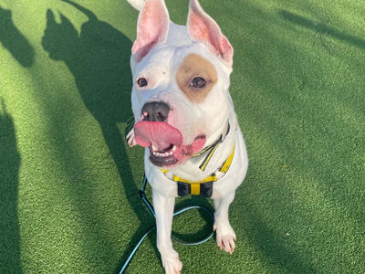 Ruby | Terrier (Staffordshire Bull) Cross | Shrewsbury (Shropshire) - 3