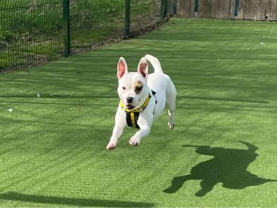 Ruby | Terrier (Staffordshire Bull) Cross | Shrewsbury (Shropshire) - 2