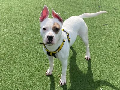 Ruby | Terrier (Staffordshire Bull) Cross | Shrewsbury (Shropshire) - 3